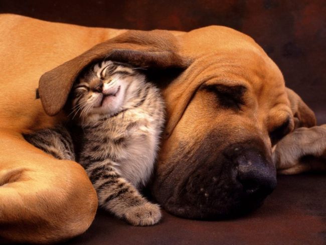 Cat and dog sleeping Zanimljivosti o kučkarima i mačkarima