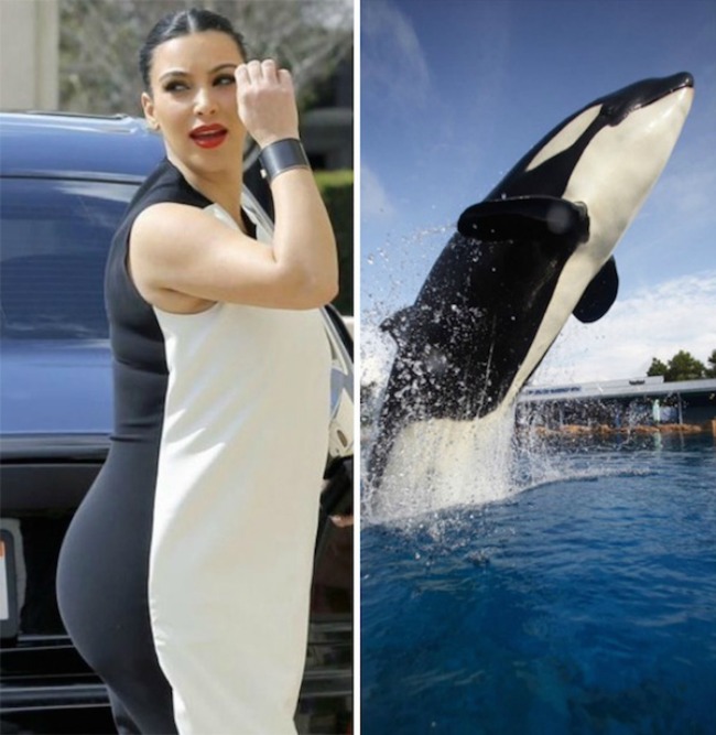 Kim Kardashian and shamu1 Najbizarnije sličnosti koje ste videli do sad 