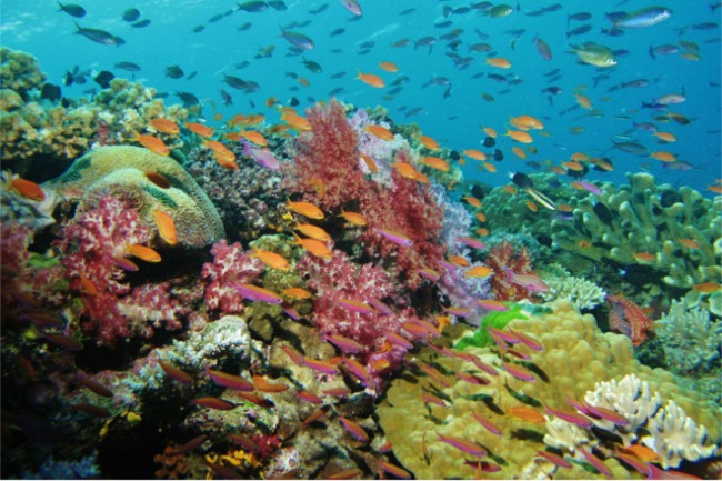 Namena Reef Fiji Najbolja mesta za ronjenje na svetu 