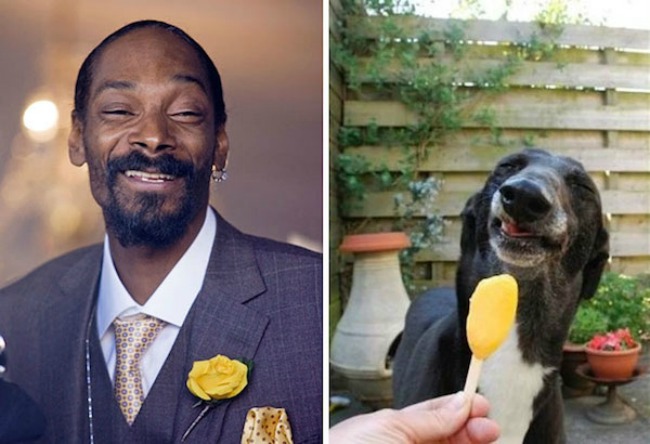Snoop Dogg adn this dog1 Najbizarnije sličnosti koje ste videli do sad 