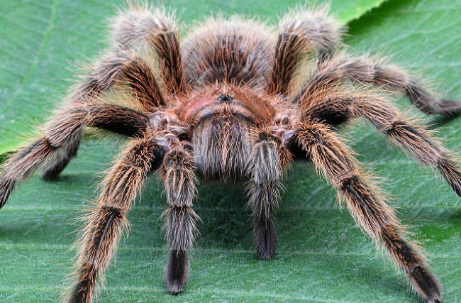 Tarantula1 Zanimljivosti iz životinjskog sveta