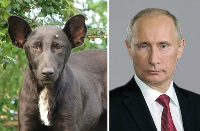 This dog and Vladimir Putin1 Najbizarnije sličnosti koje ste videli do sad 