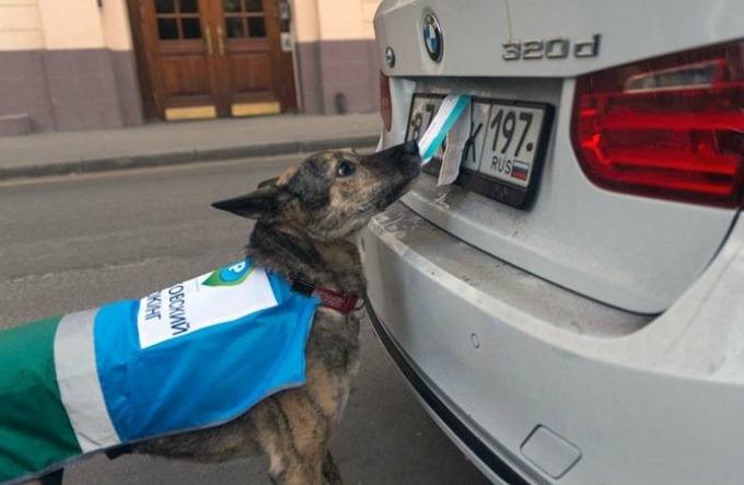 moskva parking psi Psi zaposleni u Parking servisu Moskve