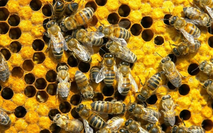 autoput za pčele Otvoren autoput za pčele