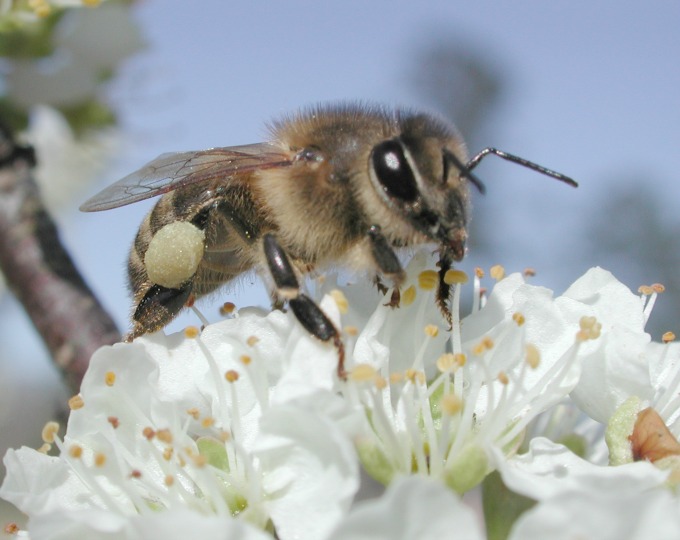 pčela na cvetu Otvoren autoput za pčele