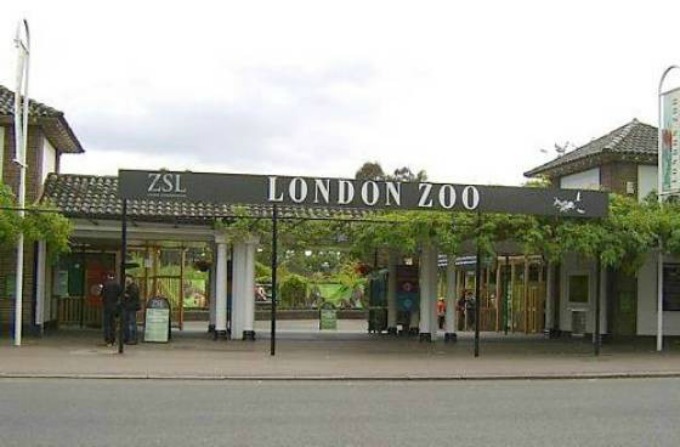 zoološki vrt u londonu Da li bi proveo noć u zoo   vrtu?