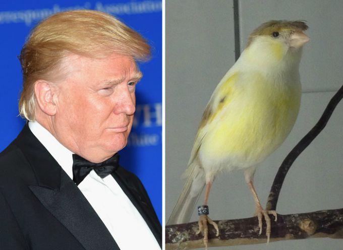 donald tramp 3 Na koga sve liči Donald Tramp?