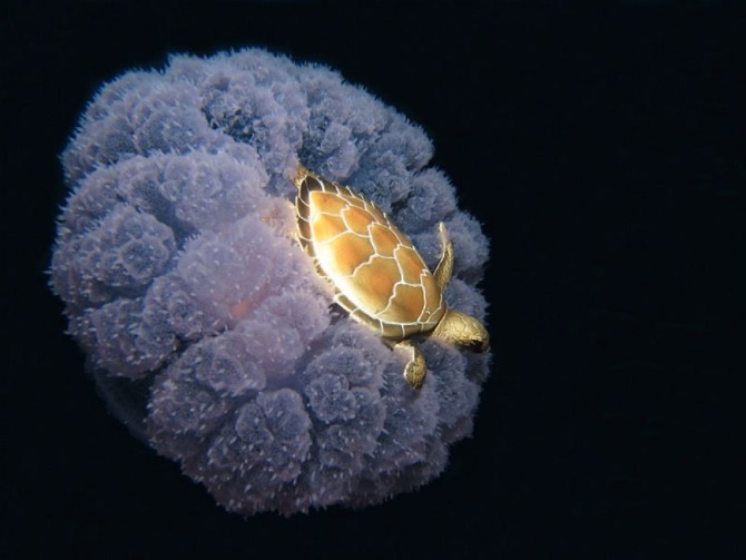 fotografije 2 Neverovatne i istinite fotografije koje bi svako trebalo da vidi