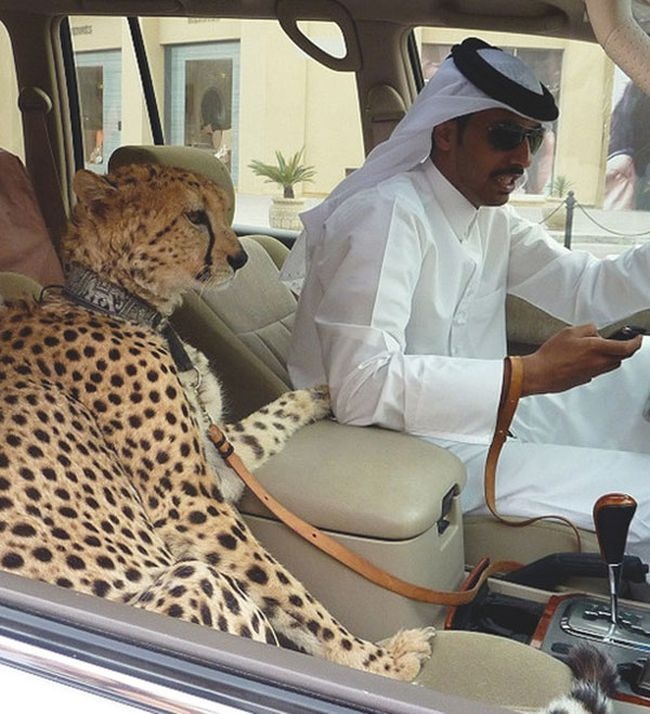 dubai 7 Najneobičnije stvari koje se mogu videti samo u Dubaiju