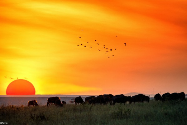 serengeti Savršene destinacije za letovanje u zimskim danima