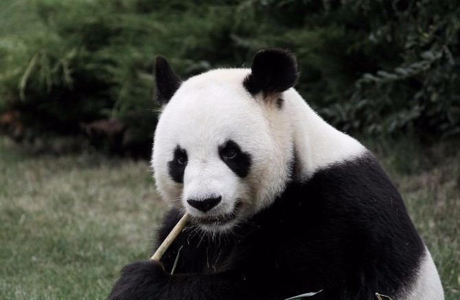 panda Zanimljive činjenice, koje će ti pomoći da se praviš pametan u društvu