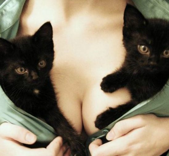 Produžite sebi život gledanjem u ženske grudi i – mačiće