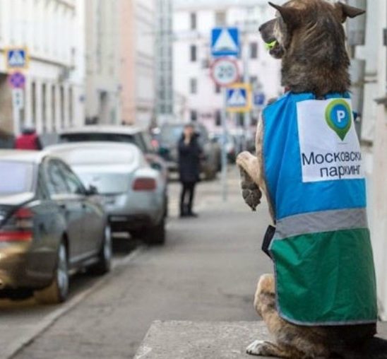 Psi zaposleni u Parking servisu Moskve