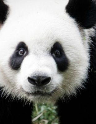 Vic dana: Panda