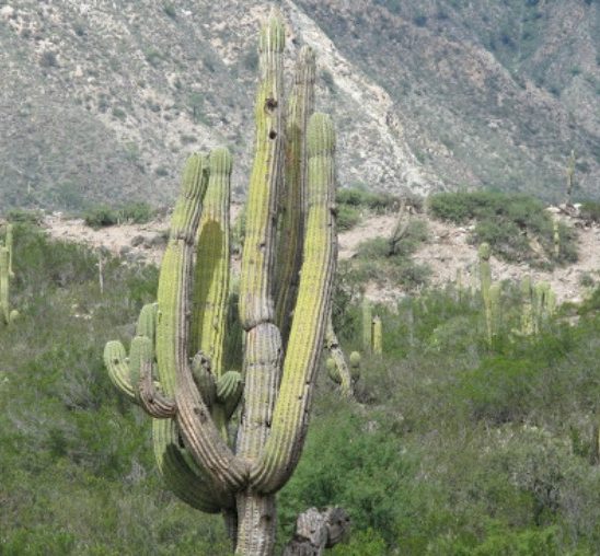 Veštačkim kaktusima protiv brze vožnje