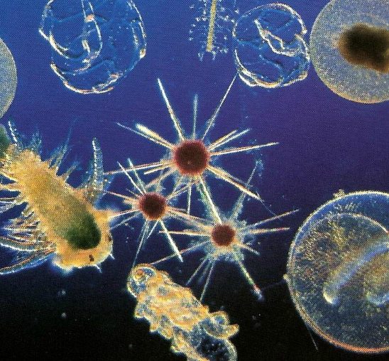Plankton u sebi krije čitav svet