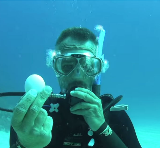 Video: Živo jaje kao morsko stvorenje