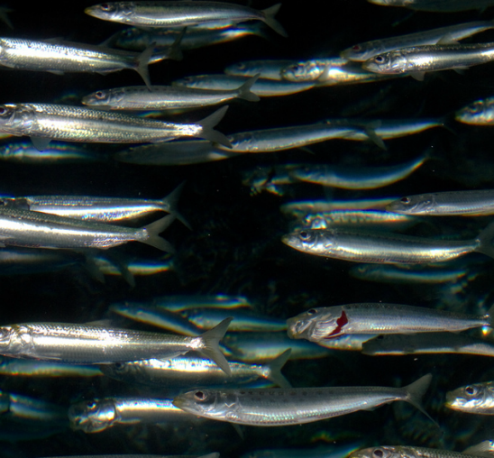 Sardine su dobre za srce, kožu i još mnogo toga