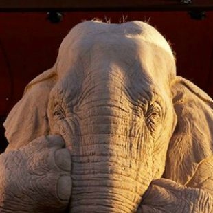 Pogled na OVOG slona će vas oduševiti