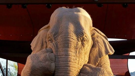 Pogled na OVOG slona će vas oduševiti