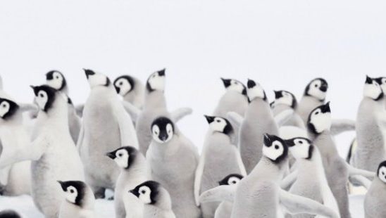 Fotografije zbog kojih ćeš poželeti da posetiš Antarktik (GALERIJA)
