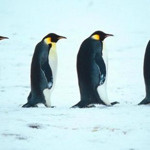 Razlozi zbog kojih sigurno ne bi voleo da budeš pingvin