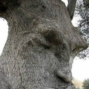 Kad se priroda poigra sa našim čulima: Kad drvo zapravo ne liči na drvo