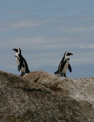 Šta (ne) znaš o pingvinima?
