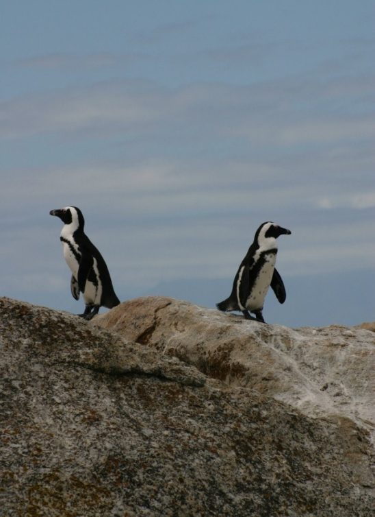 Šta (ne) znaš o pingvinima?