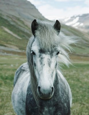 Ta divna stvorenja – konji