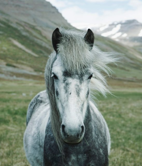 Ta divna stvorenja – konji